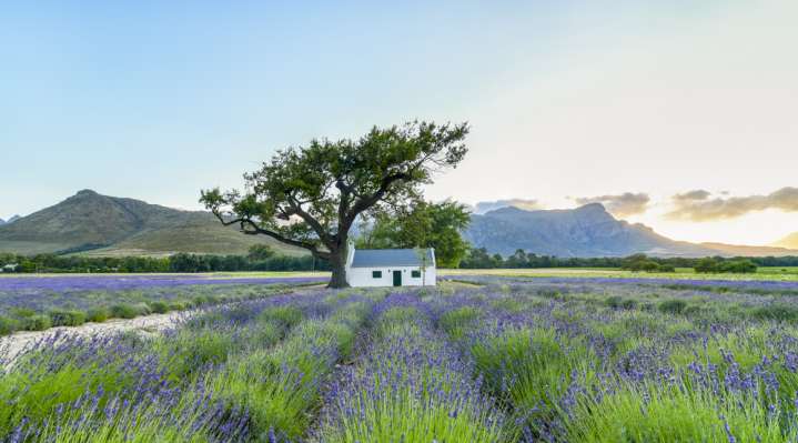 JAN Franschhoek