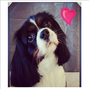 Zorros Grooming Parlour showcase 1