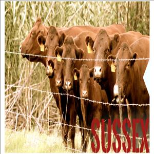 R E Ground Nuts (Pty) Ltd showcase 1