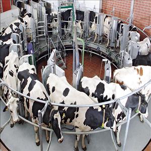 Mayo Dairy (Pty) Ltd showcase 1