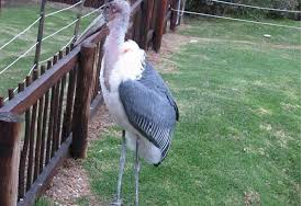 La Grange Bird Park showcase 1