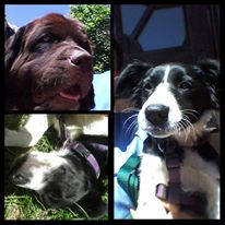 Gardens Veterinary Clinics showcase 1