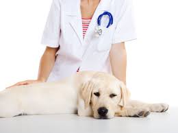 Southdale Veterinary Services showcase 1