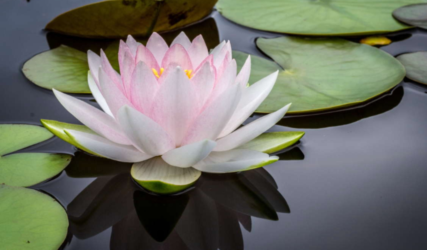 Triple Lotus showcase 1
