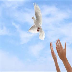 Doves (Bluff) showcase 1