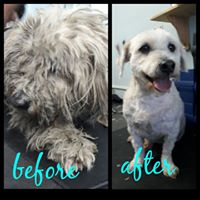 Jetaime Grooming Parlour showcase 1